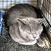 Thumbnail photo of Dusty #3