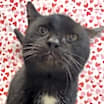 Thumbnail photo of Midas #3