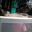 Thumbnail photo of Meatball #2