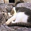 Thumbnail photo of Meatball #3