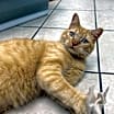 Thumbnail photo of Golden Dewey (special needs) #2
