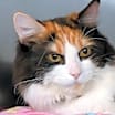 Thumbnail photo of Cleo #2