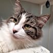 Thumbnail photo of Fluffy #2