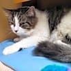 Thumbnail photo of Fluffy #3