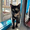Thumbnail photo of Dolly #2