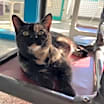 Thumbnail photo of Dolly #3