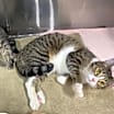 Thumbnail photo of Minnie #3