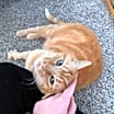 Thumbnail photo of Simon #2