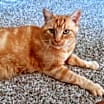 Thumbnail photo of Simon #3