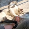 Thumbnail photo of Theodore #2