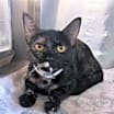 Thumbnail photo of Frick #2