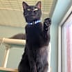 Thumbnail photo of Flip (Nutmeg) #2