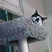 Thumbnail photo of Lola #3