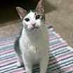 Thumbnail photo of Link (Lincoln) #2