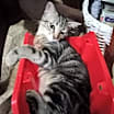 Thumbnail photo of Marla #3