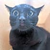 Thumbnail photo of Bunsen #2