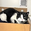 Thumbnail photo of Oreo #3