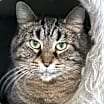 Thumbnail photo of Myrtle #2
