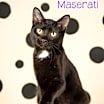 Thumbnail photo of Maserati #3