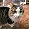 Thumbnail photo of Howie #2