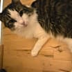 Thumbnail photo of Howie #3