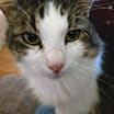 Thumbnail photo of Howie #4