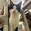Thumbnail photo of Bo #2