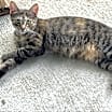 Thumbnail photo of Tonette #3