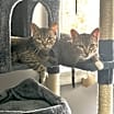 Thumbnail photo of Flossie #4