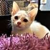 Thumbnail photo of Pixie #2