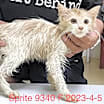 Thumbnail photo of Sprite 9340 #2
