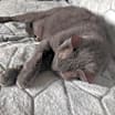 Thumbnail photo of Stella Grey-Foster #4