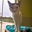Thumbnail photo of JOKER #4