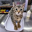 Thumbnail photo of Guinness #3
