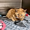 Thumbnail photo of Merry Maxine #2