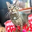 Thumbnail photo of Mai Tai #3