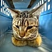 Thumbnail photo of Leo #2