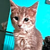 Thumbnail photo of Eshe #2