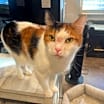 Thumbnail photo of Zoe #4