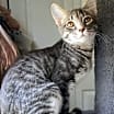 Thumbnail photo of Tabby #2