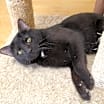Thumbnail photo of Amore #4