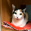 Thumbnail photo of Muffin - Sponsored #2