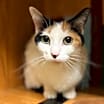 Thumbnail photo of Muffin - Sponsored #3