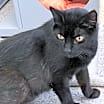 Thumbnail photo of Fatboy (Bonded to Rudy)(in fos #2