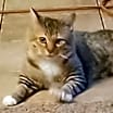 Thumbnail photo of Oliver #3