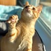 Thumbnail photo of Tybalt #3