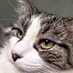 Thumbnail photo of Fluffy #1
