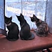 Thumbnail photo of Magpie #4