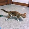Thumbnail photo of Perry #4
