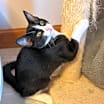 Thumbnail photo of Juniper #4